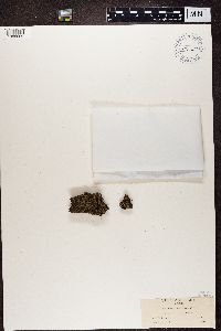 Cladonia caespiticia image