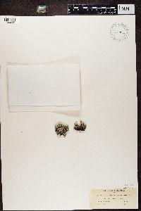 Cladonia squamosa image