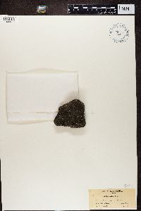 Stereocaulon pileatum image