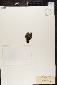 Cladonia multiformis image