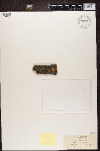 Caloplaca cerina image