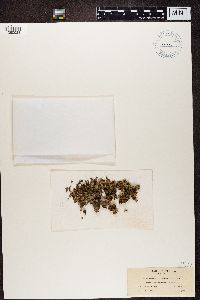 Dermatocarpon luridum image