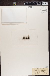 Cladonia pyxidata image