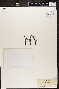 Chaenotheca furfuracea image