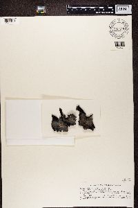 Image Associated With the Occurrence