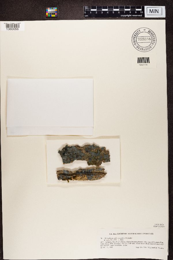Collema subconveniens image