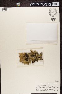 Lobaria scrobiculata image