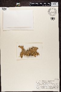 Pseudocyphellaria granulata image