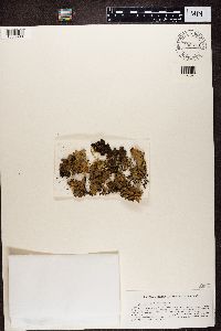 Lobaria retigera image