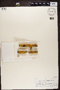 Xanthoria parietina image