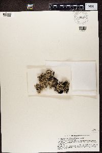 Media resource of Hypogymnia billardieri