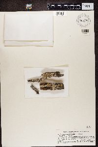 Imshaugia aleurites image