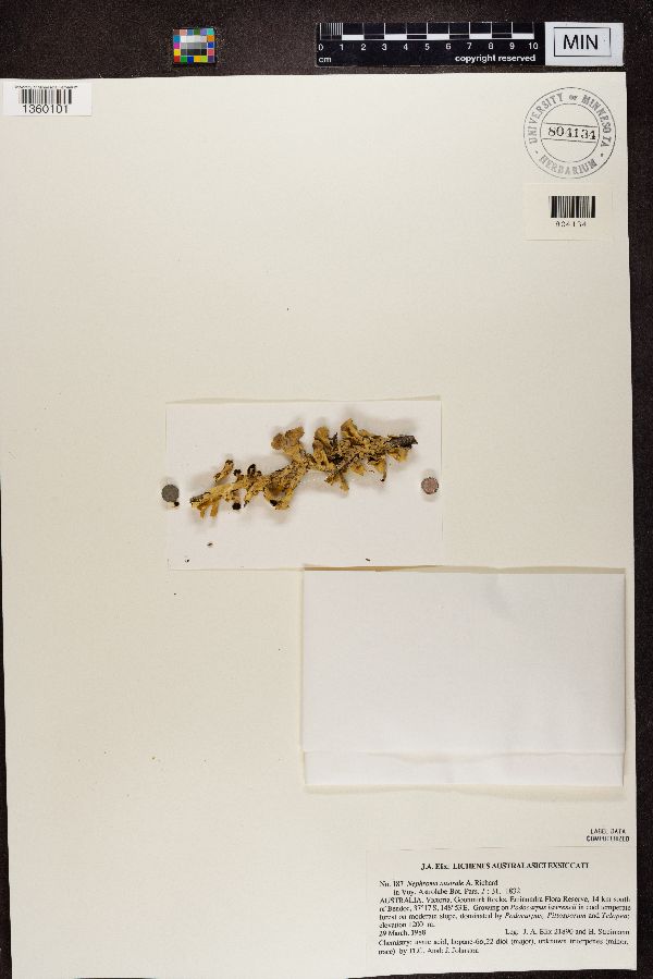 Nephroma australe image