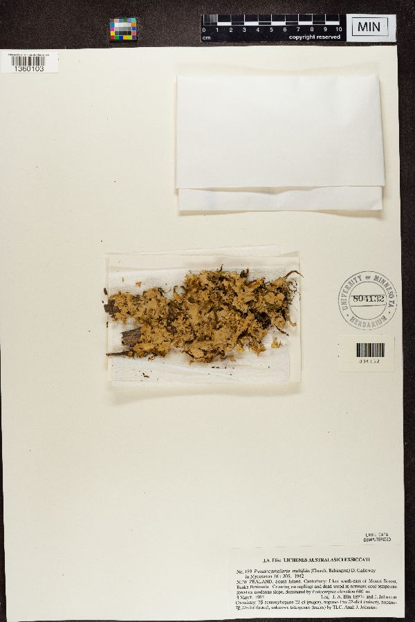 Pseudocyphellaria multifida image