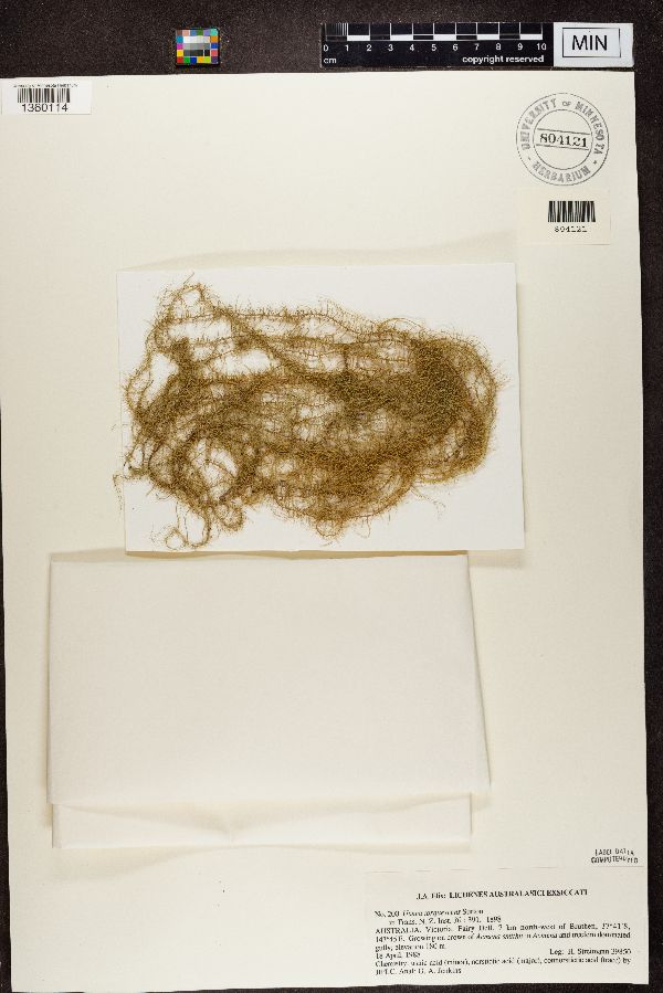 Usnea torquescens image