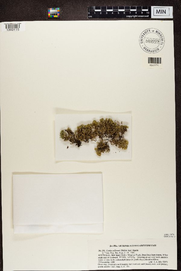 Cladia sullivanii image