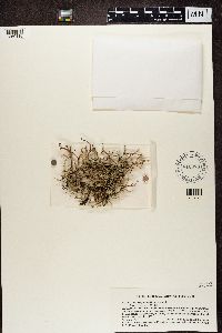 Cladonia furcata image