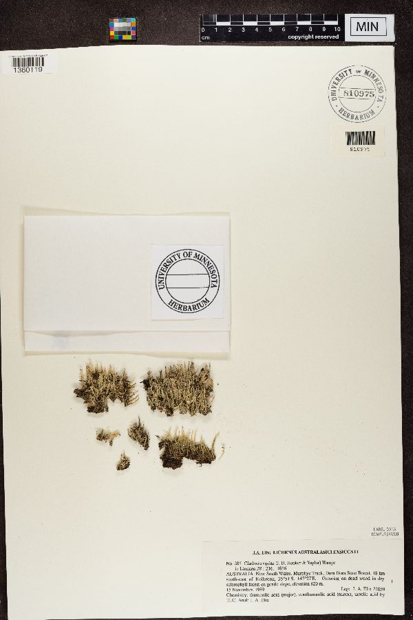 Cladonia rigida image