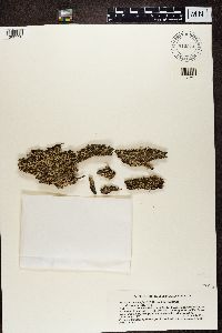 Cladonia rigida image