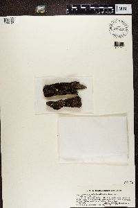 Hyperphyscia adglutinata image