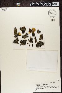 Sticta fuliginosa image