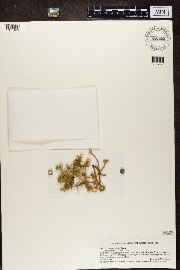 Usnea scabrida image