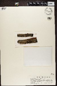 Hypocenomyce scalaris image