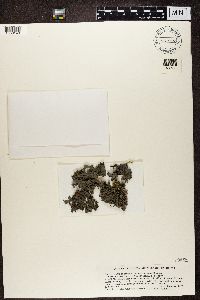 Image of Leptogium azureum