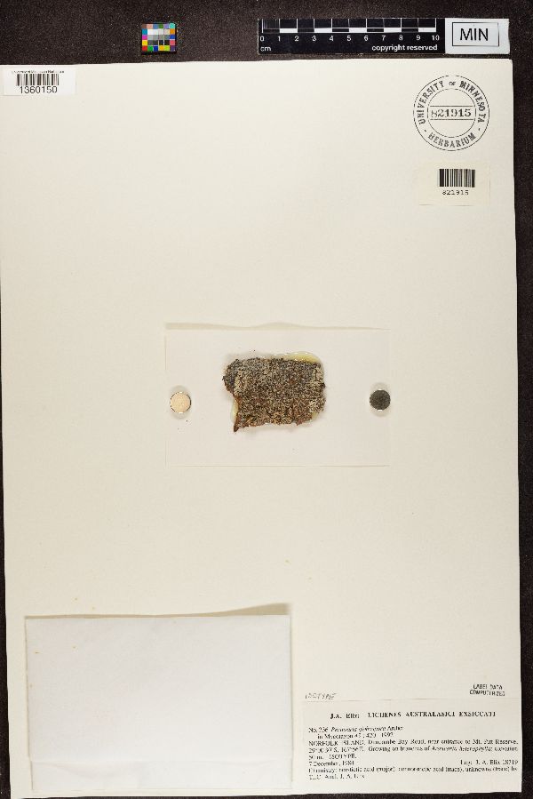 Pertusaria globospora image