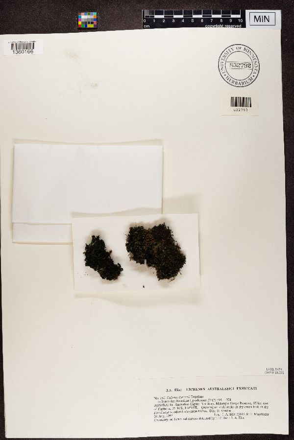 Lathagrium durietzii image