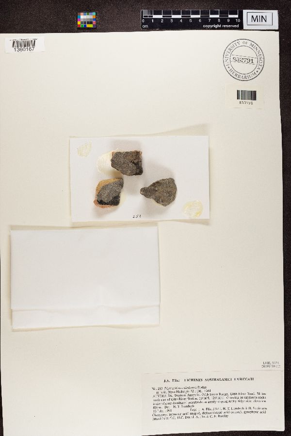 Diploschistes almbornii image
