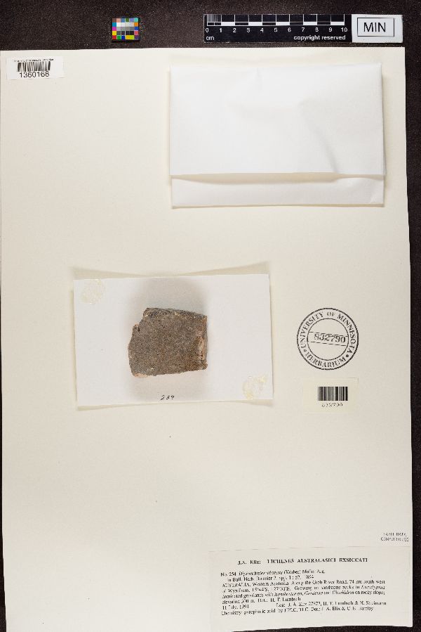 Diploschistes sticticus image