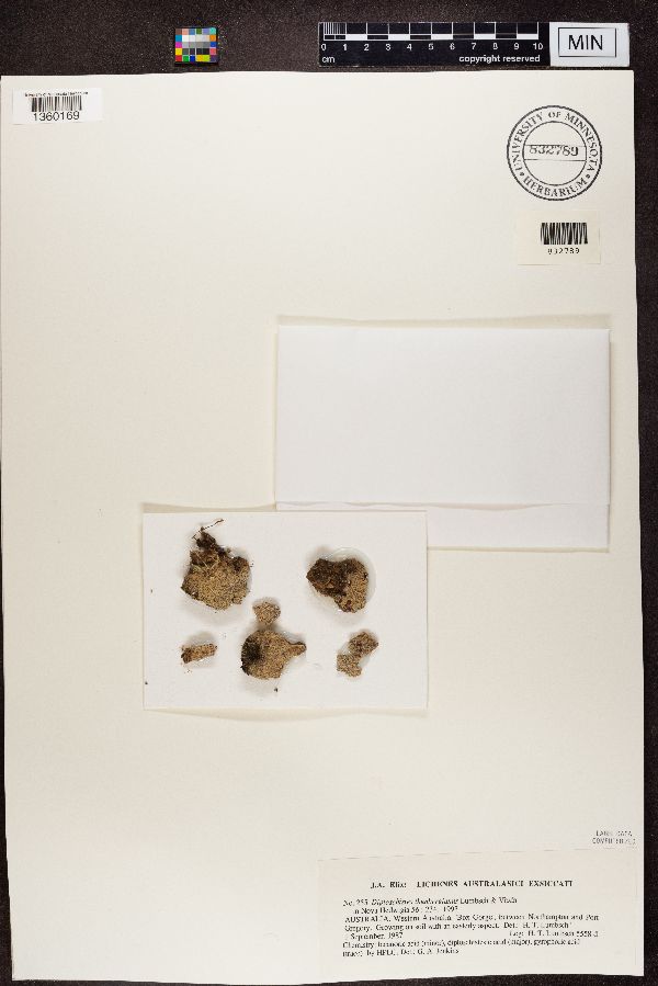 Diploschistes thunbergianus image