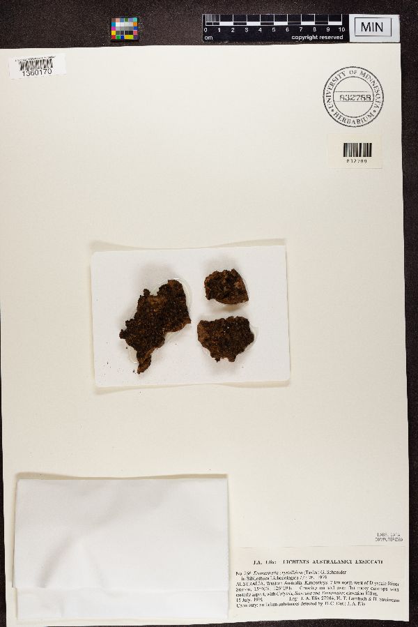 Eremastrella crystallifera image