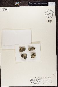 Thumbnail image of current specimen