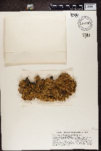 Pseudocyphellaria glabra image