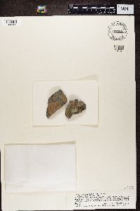 Thumbnail image of current specimen