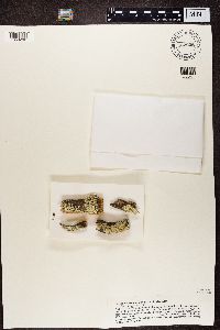 Parmeliopsis ambigua image