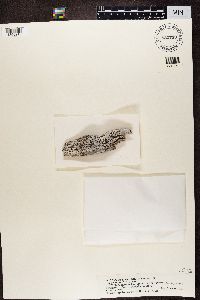Image of Ramboldia stuartii