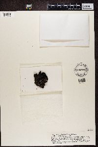 Umbilicaria hyperborea image