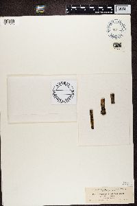 Myriangium duriaei image