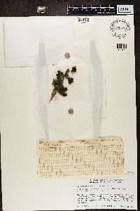 Collema flaccidum image