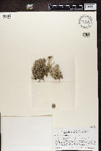Cladonia rangiferina image