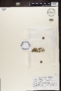 Cladonia botrytes image