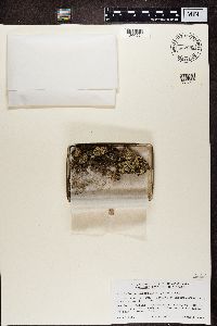 Cladonia caespiticia image