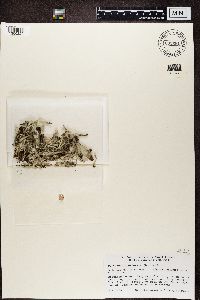 Cladonia deformis image