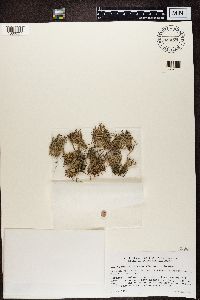 Cladonia furcata image