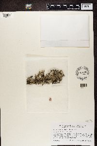 Cladonia phyllophora image