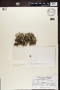 Stereocaulon paschale image