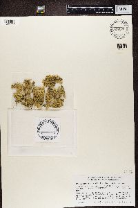 Flavocetraria nivalis image